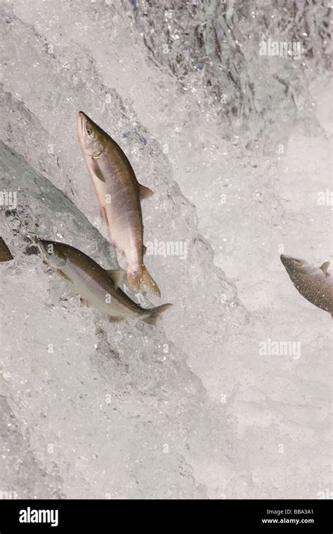 Sockeye salmon jumping up waterfall hi-res stock photography and images - Alamy