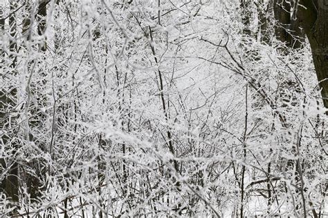 Photographed winter forest 9712174 Stock Photo at Vecteezy