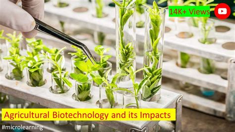 Agricultural Biotechnology: A Comprehensive Guide to Innovation in ...