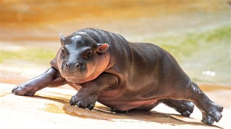 CUTE ALERT: Baby pygmy hippo makes debut at Zoo Miami | firstcoastnews.com