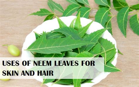 Neem Leaves uses for Skin, Hair, Scalp, Body care