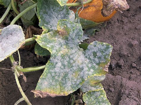 File:Sphaerotheca fusca on Cucumber leaves.jpg - Wikimedia Commons