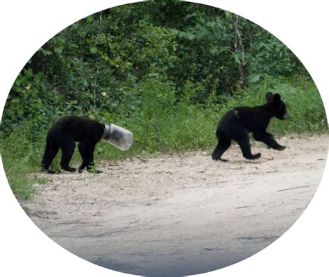 The Florida Black Bear | Black bear, Endangered reptiles, Endangered birds