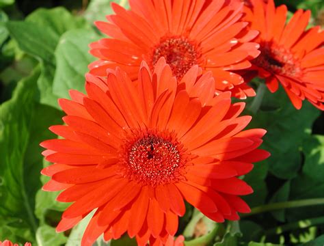 Gerbera Daisy | Nature Photo Gallery