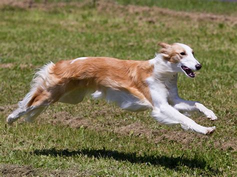 Silken Windhound Info, Temperament, Puppies, Pictures