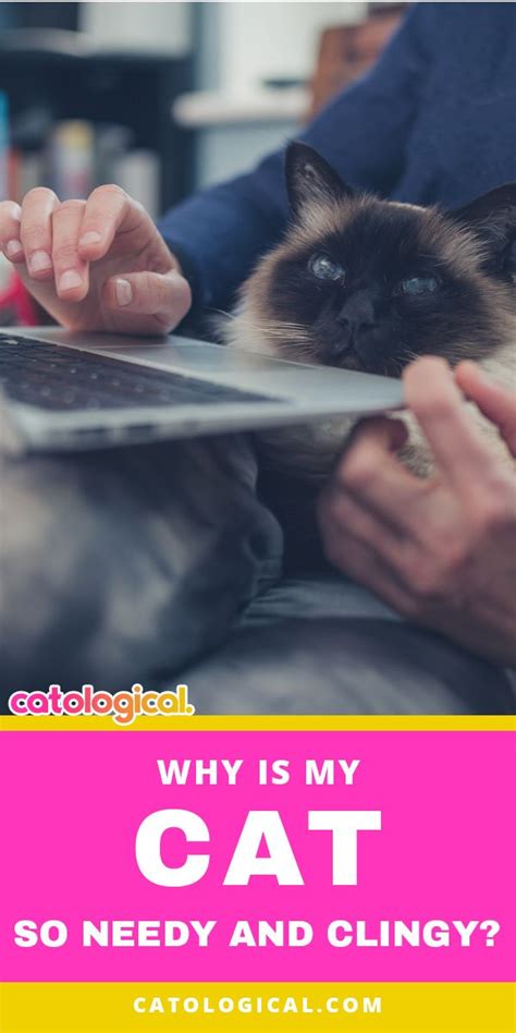 Why Is My Cat So Needy, Demanding, And Clingy? | Cat parenting, Cat care