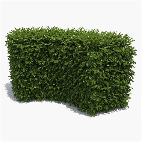 Boxwood Hedge 3D model Download for Free