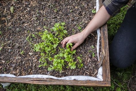 Harvesting your Cilantro - Food Gardening Network