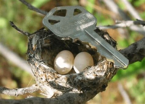 Putting the size of a hummingbird nest into perspective : r ...