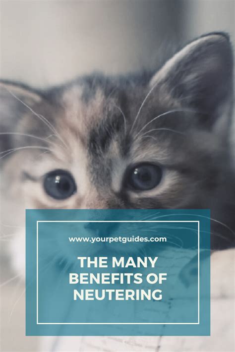 The Benefits of Spaying and Neutering | Cat health, Cat health problems, Kitten health