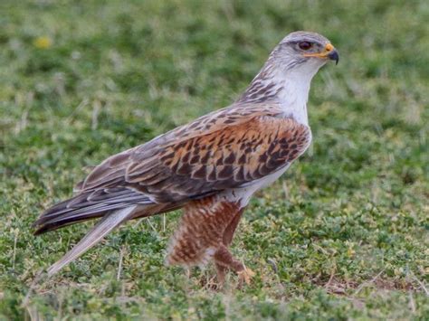 Buteo regalis, _Ferruginous_Hawk, I_LHT3949 | Raptors bird, Bird, Birds