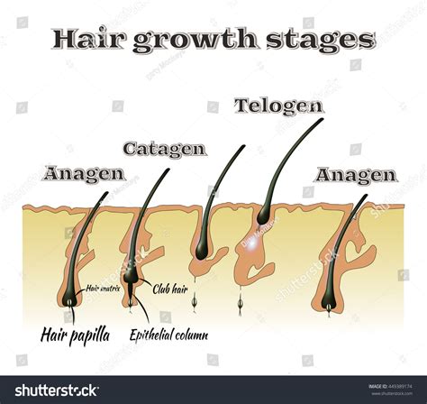 Hair Growth Stages. Vector Illustration. - 449389174 : Shutterstock