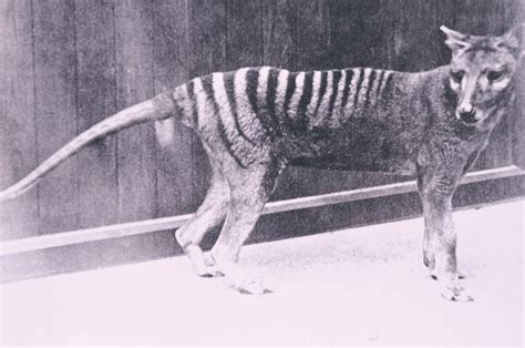 Thylacine - The Australian Museum