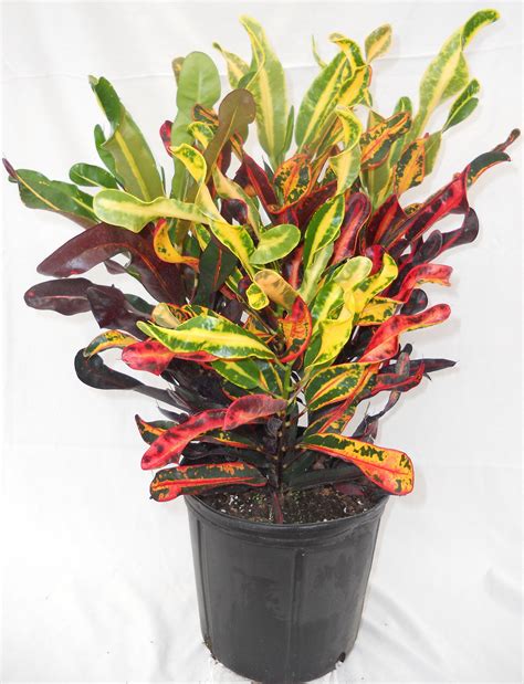 Croton – Mammey 2 | Plants, Crotons plants, Trees to plant