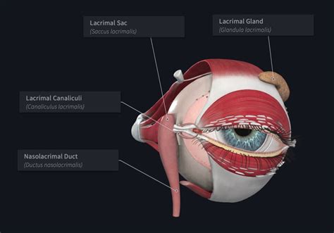 See the future with our most advanced eye model yet | Complete Anatomy