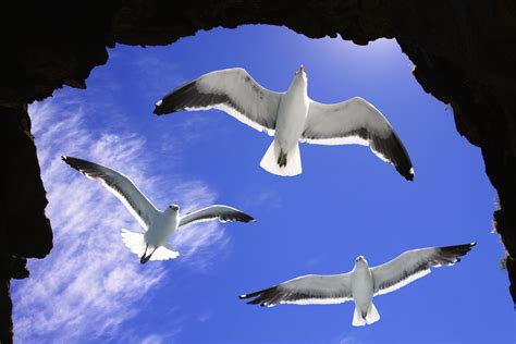 Download Flying Animal Seagull 4k Ultra HD Wallpaper