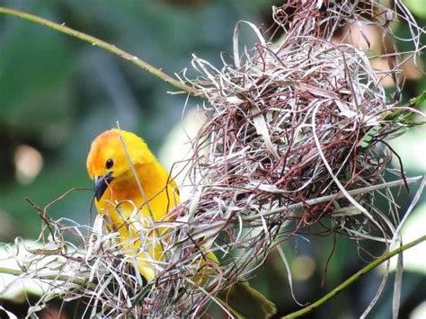 Bird Nesting Season and Tree Removal | Anthonys Lawn Care & Landscaping