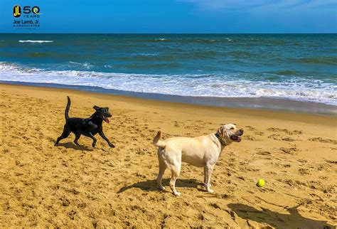 Kitty Hawk Beaches - Outer Banks, NC | Pet Friendly Travel