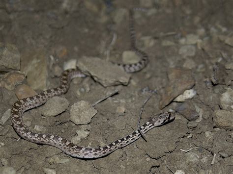 Colorado Snakes Great Basin Gopher Snake (Pituophis catenifer deserticola) - Colorado Herping