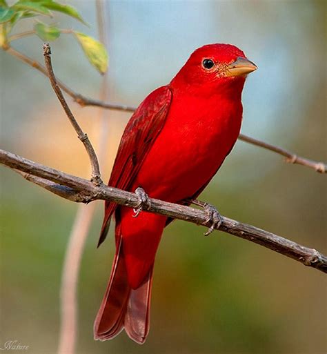 Facebook | Beautiful birds, Wild birds, Colorful birds