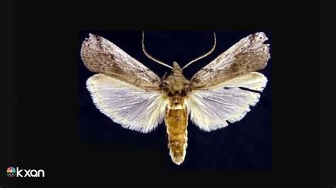 Invasive moth species poses serious threat to Texas’ prickly pear ...