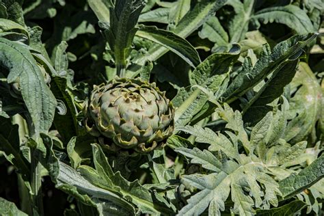 Artichoke Plant Growing Free Stock Photo - Public Domain Pictures