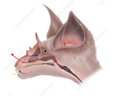 Bat Anatomy - Stock Image - C024/4377 - Science Photo Library