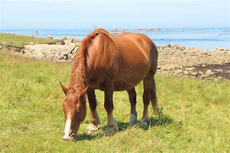 Breton Horse Breed Profile