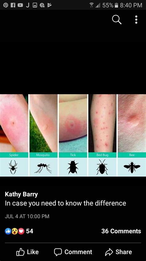 How each insect bite looks. | Insect bite identification, Types of bug bites, Bites on skin