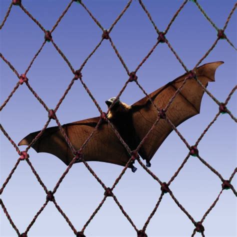 BAT NETTING 10' x 10' WITH 3/8" MESH | Animal Traps & Supplies