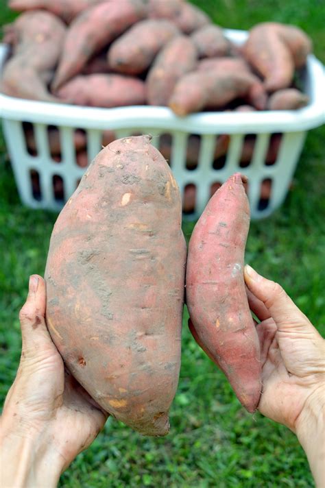 7 Secrets For Growing HUGE Sweet Potatoes - The Seasonal Homestead