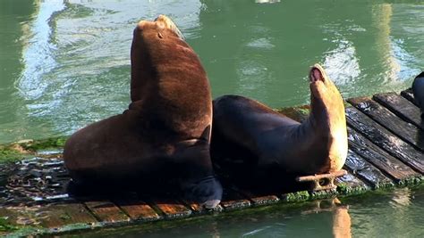 Sea Lion Clapping Stock Footage Video 13704764 - Shutterstock