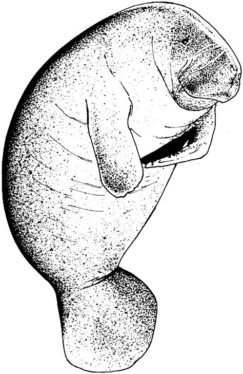 Free Manatee Coloring Pages