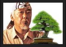 Kids in care are like bonsai trees and you are their Mr Miyagi. | Bonsai tree care, Bonsai seeds ...