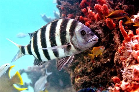 Sheepshead Fish: Facts About The Fish With Human Teeth » ScienceABC