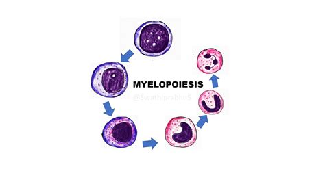 Myelopoiesis - Pathology Made Simple