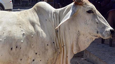 Delhi Starts Vaccination Drive to Curb Spread of Lumpy Skin Disease