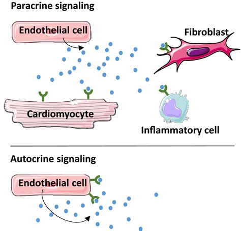 Autocrine Signaling in Cardiac Remodeling: A Rich Source of Therapeutic ...