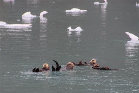 Alaska Wildlife Photos that Will Inspire You to Visit Southeast Alaska