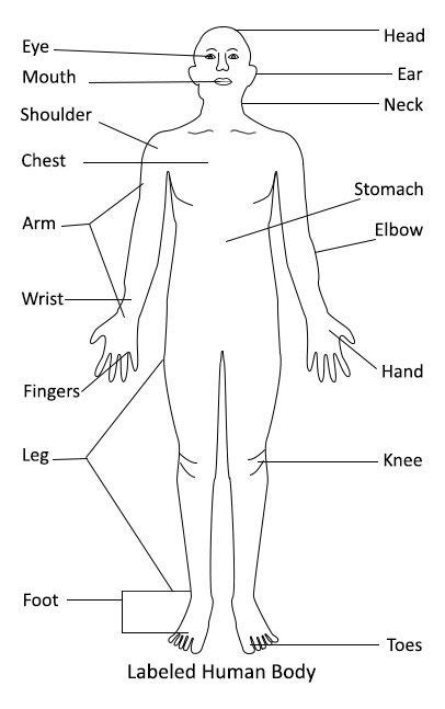 Women Human Body Diagram - Pin on Coloring pages - Welcome to innerbody.com, a free educational ...