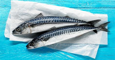 Mackerel Fish Live Characteristic Information - Horse Mackerel Fish ...