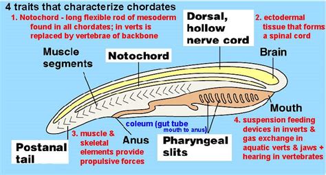 Derived Characteristics Of Chordates