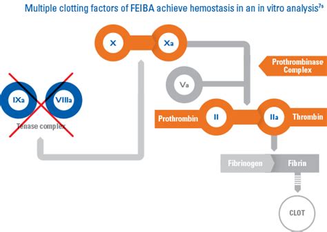 FEIBA [Anti-Inhibitor Coagulant Complex] Mechanism of Action