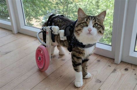 10 DIY Cat Wheelchair Ideas For Disabled Cats Cute Kittens, Kittens Playing, Cool Cats, Animals ...