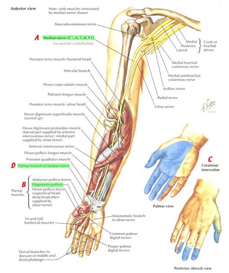 Nerves:Arm/Shoulder:Median nerve course, relations and innervation | RANZCRPart1 Wiki | FANDOM ...