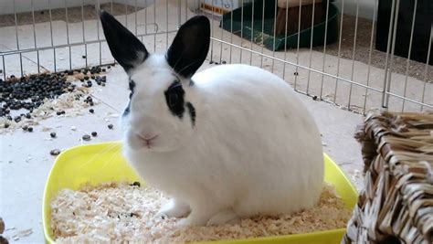 Polish dwarf rabbit, free to a loving home | in Plymouth, Devon | Gumtree