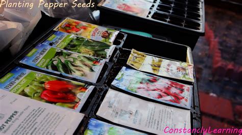 Planting Pepper Seeds - YouTube