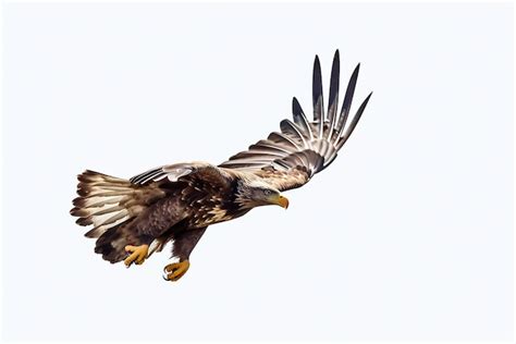 Premium AI Image | Eagle flying isolated on the white background