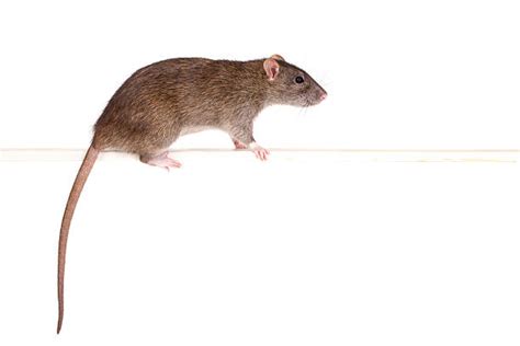 Rat Tail Stock Photos, Pictures & Royalty-Free Images - iStock