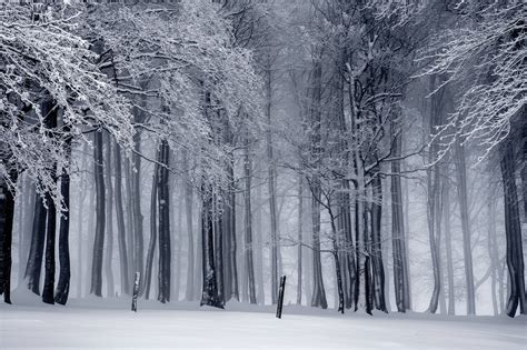 Download Black And White Forest Winter Scenery Wallpaper | Wallpapers.com